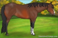 Horse Color:Bay 