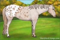 Horse Color:Chestnut Appaloosa 