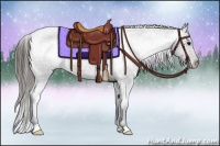 Horse Color:Black Appaloosa Rabicano 