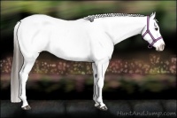 Horse Color:Liver Chestnut Appaloosa 