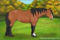 Horse Color:Bay Sabino 