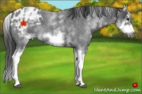 Horse Color:White Spotted Blue Roan Splash Frame Appaloosa 