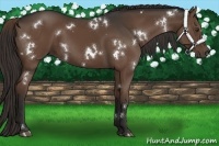 Horse Color:White Spotted Liver Chestnut