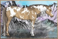 Horse Color:White Spotted Chocolate Palomino 