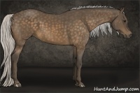 Horse Color:Silver Buckskin