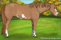 Horse Color:Chestnut Splash Frame