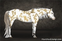 Horse Color:Buckskin Dun Appaloosa 