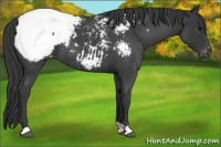 Horse Color:Blue Roan Snowcap 