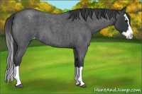 Horse Color:Blue Roan Splash Varnish 