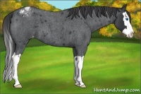Horse Color:Blue Roan Splash Varnish 