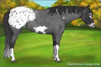 Horse Color:Blue Roan Splash Frame Varnish 