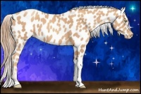 Horse Color:Gold Champagne Appaloosa