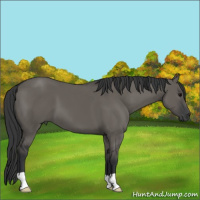 Horse Color:Grullo