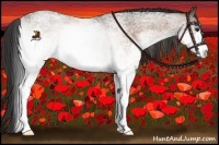 Horse Color:White Spotted Buckskin Roan 