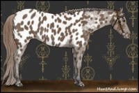 Horse Color:Buckskin Near Leopard 