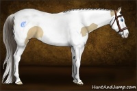 Horse Color:Sable Cream Champagne Splash Tobiano 