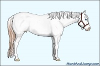 Horse Color:Smoky Grullo Pearl Sabino Frame Appaloosa 