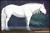Horse Color:Cremello Appaloosa  and Cremello Appaloosa 