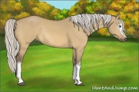 Horse Color:White Spotted Silver Buckskin Dun Rabicano