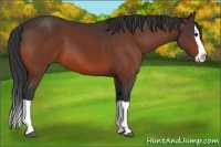 Horse Color:Bay Splash 