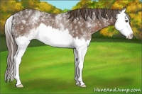 Horse Color:White Spotted Liver Chestnut Splash Rabicano