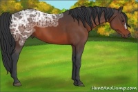 Horse Color:Bay Ice 