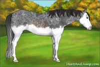 Horse Color:Brown Ice Sabino Splash Varnish 