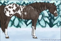 Horse Color:Liver Chestnut Appaloosa