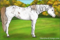 Horse Color:Liver Chestnut Sabino 