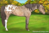 Horse Color:Amber Champagne Blanket 