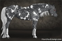 Horse Color:White Spotted Silver Black Chinchilla 