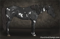Horse Color:White Spotted Liver Chestnut 