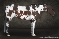 Horse Color:White Spotted Bay 