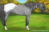 Horse Color:Blue Roan Snowcap 