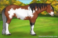 Horse Color:Bay Splash Frame