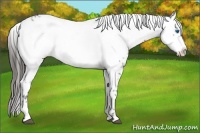 Horse Color:Liver Chestnut Frame 