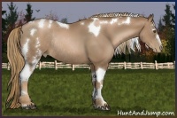 Horse Color:White Spotted Liver Chestnut Pearl Tobiano Rabicano