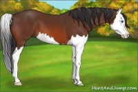 Horse Color:Bay Splash 