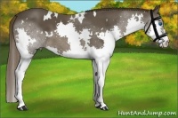 Horse Color:White Spotted Liver Chestnut Sabino Splash 