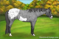 Horse Color:Blue Roan Frame Appaloosa