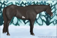 Horse Color:Liver Chestnut Frame 