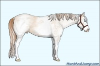 Horse Color:White Spotted Smoky Black Pearl Splash