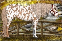 Horse Color:Chestnut Appaloosa
