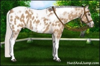 Horse Color:Silver Bay Dun Sabino Tobiano Frame Blanket Rabicano 
