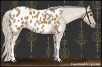 Horse Color:Palomino Appaloosa 