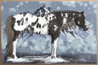 Horse Color:White Spotted Liver Chestnut Appaloosa 