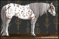 Horse Color:White Spotted Bay Appaloosa 