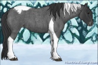 Horse Color:Blue Roan Tobiano Appaloosa