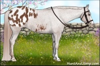 Horse Color:Chestnut Appaloosa 