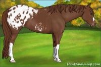 Horse Color:Chestnut Appaloosa